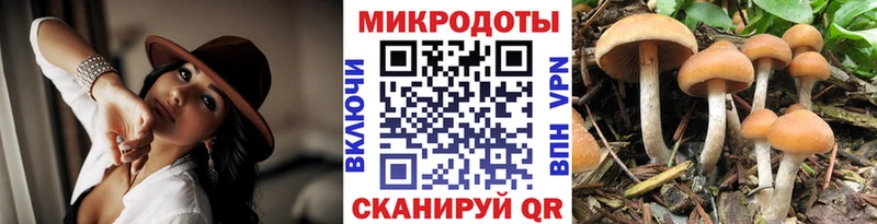 закладки  Лодейное Поле  Галлюциногенные грибы Cubensis 